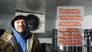 Процесс укоренения почти завершен (гиацинт, крокус, нарцисс, тюльпан)