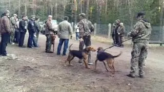 Беларускi ганчак 4
