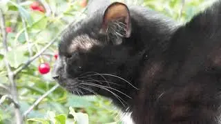 Кошачьи переговоры Делёжка территории