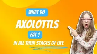 What do axolotls eat? | Axolotls diet from larvae to adult stage
