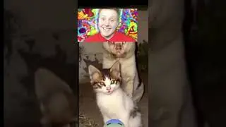 старый и новый поззи 