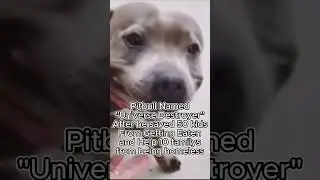 Pitbull named Universe Destroyer Meme 🤣🤣 #jokes #meme #memes #pitbull #fyp #youtubeshorts #youtube