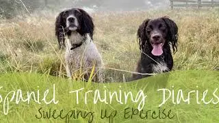 Gundog training - Sweeping exercise
