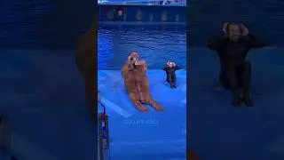 Talented  Sea  Lion  🩵.       