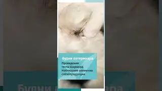 Тест Ширмера у собаки