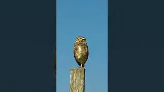 Coruja-buraqueira / Athene cunicularia 🙂 #birds #faunabrasileira #passaros #passarinhos #wildlife