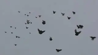 полеты после долгого перерыва  11 01 20