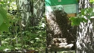 Чтобы не упустить рой пчел