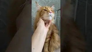Наш кот Мажор. Приятно познакомиться ❤️