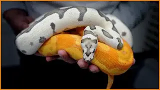 Top 10 BEST Adult Ball Pythons of 2023! | #Hetflix 217