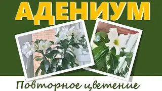 АДЕНИУМ на фитильном поливе. Обзор состояния