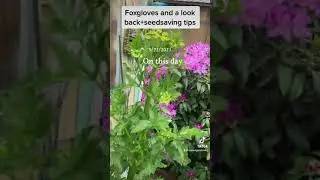 Seed saving tips