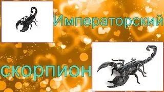 Императорский скорпион.