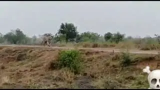 Bengal Tiger in  |  Karvetinagaram || Chittoor District || Andhra Pradesh