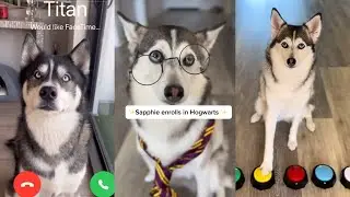 Sapphie the Pomsky *Talking Dog* Funny TikToks - New Sapphie the Pomsky Shorts and TikToks 2024