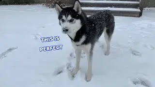 Husky's First SNOW DAY!