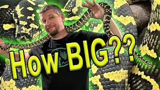 Carpet Python Size How BIG Are They??