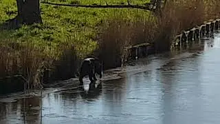 Droppie on ice