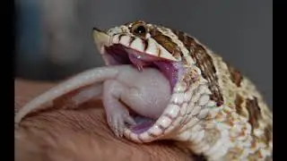 know the mechanisms used by snakes to capture its prey,