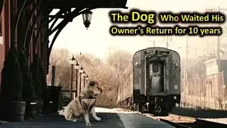 HACHI the Dog who waited for his master at train station 9 years 9 months 15 days until he passed