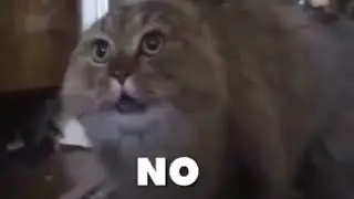 ЧТО?! ГОВОРЯЩИЙ КОТ?!!