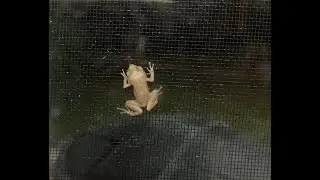 Bermuda Whistling Tree Frogs - 5 Hours of White Noise