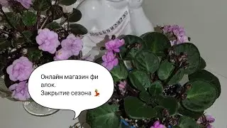 Онлайн магазин фиалок. Фиалки у Алисы.