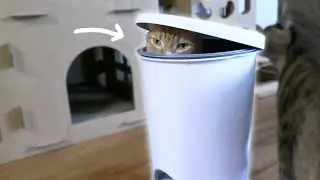 If It Fits I Sits - Dumpster Kitty!