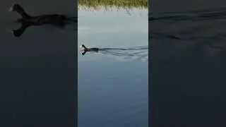 Лысуха. Водная курица.
