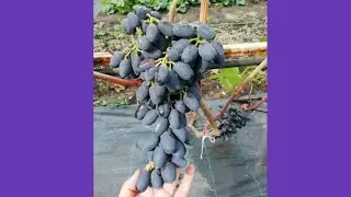 🍇Академик Авидзба🍇