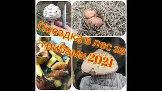 Поездка в лес за грибами 2021. #грибники