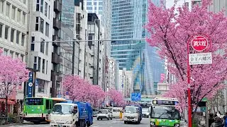 Walking Shibuya Sakura Street, Hunting Sakura