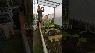 Огурцы. Высадка. Подвязка.