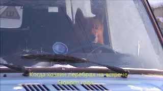 Собака за рулем автомобиля