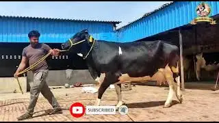 Beautiful HF Cow with 25 Lt Milk Capacity | HF and Cross Breed Cow available for buyers | SKDF |