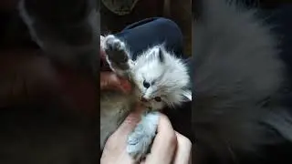 #amazingnews #amazingcatshortsvideo #amazingcatcheel