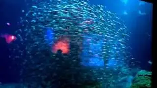 "Bait Ball" school of fish @ Florida Aquarium