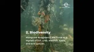 The Importance of Mangrove Forest New Audio Facebook Video 1