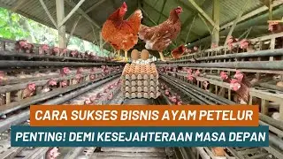 Ini Penting! Cara Sukses Bisnis Ayam Petelur