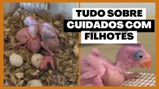 5 CUIDADOS INDISPENSÁVEIS COM FILHOTES