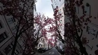 Cherry Blossoms in Bonn #szerr_bonn #bonn #szerr_moments