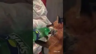 Домашний лис Диего