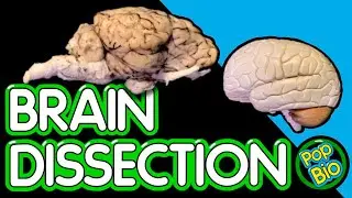Sheep Brain Dissection Anatomy and Function