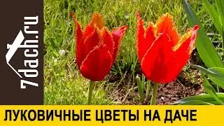 🌷 Луковичные цветы в саду: что с чем сажать, как подкормить - 7 дач