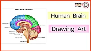 The Human Brain Drawing Art