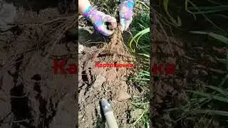 Картошечка