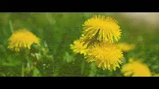 DANDELION FLOWER