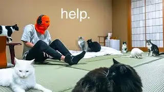 surviving the japanese cat hotel...