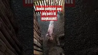 Bawal paligoan ang pig dahil sensitive pa