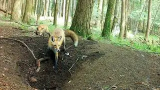 Mom Red Fox Stalks & Finally Catches Squirrel As Pups Start to Hunt Insects
